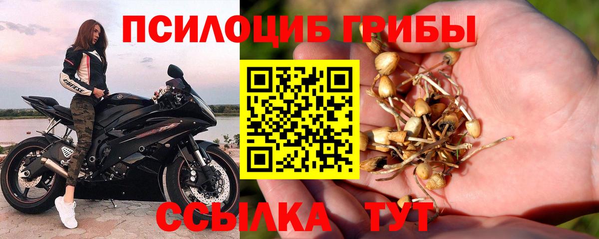 Иваново  Галлюциногенные грибы Psilocybine cubensis  Псилоцибиновые грибы Psilocybine cubensis  Вход с VPN 
